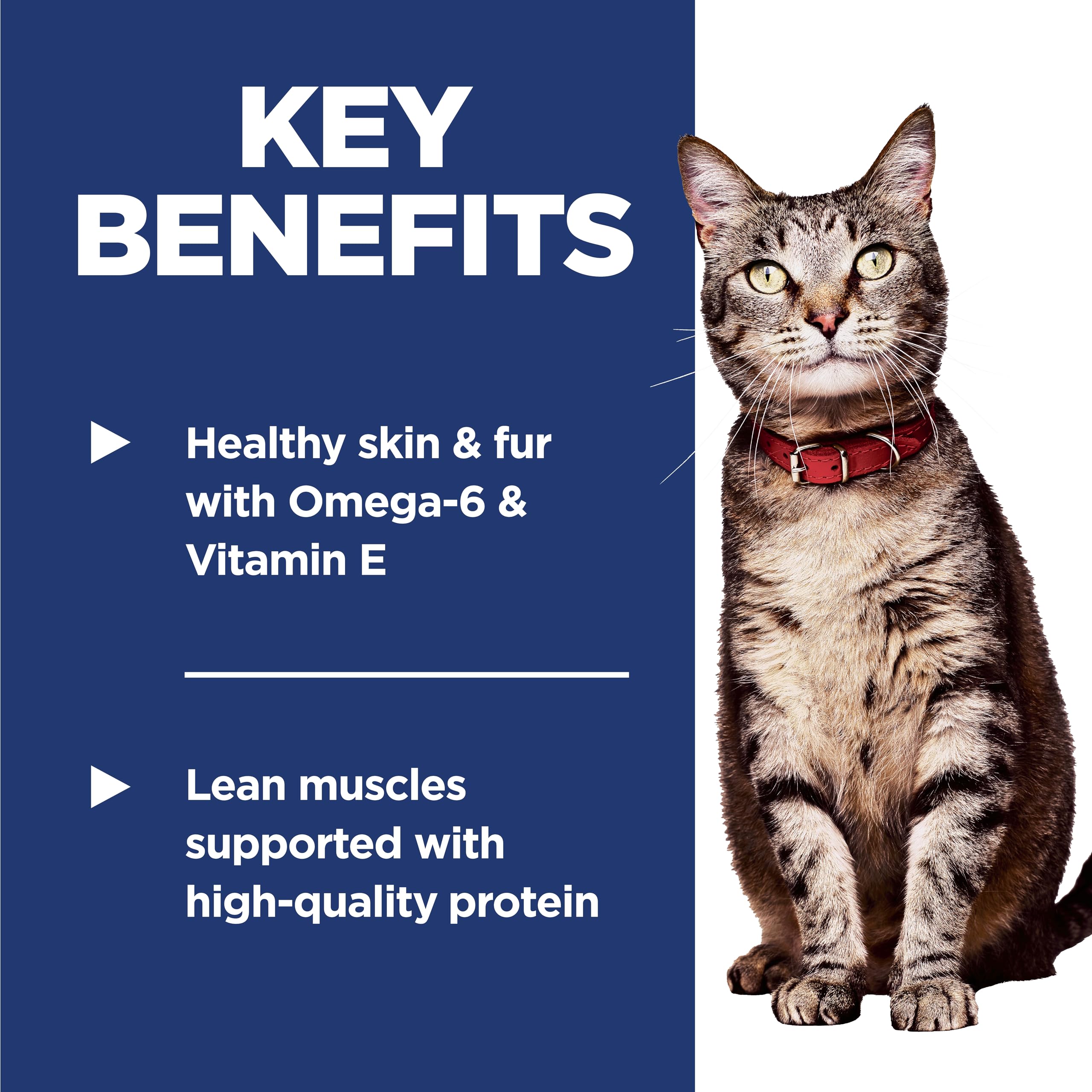 Dry Cat Food, Chicken Recipe - Image 12